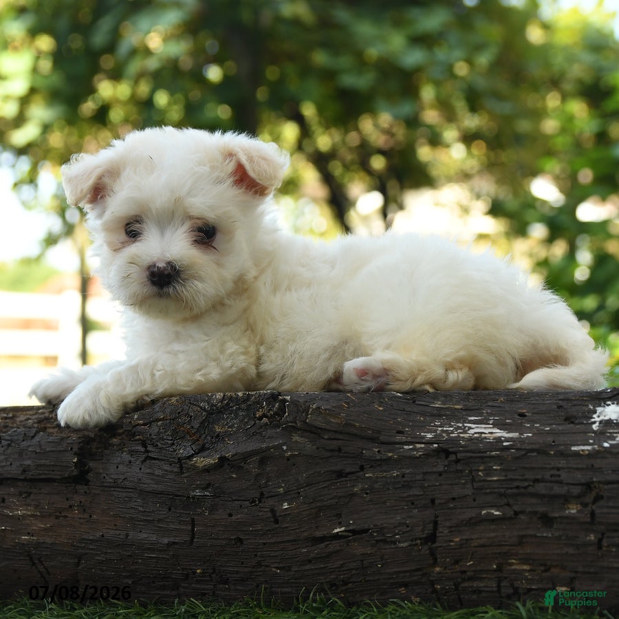 Maltipoo dogs River - Ad 2