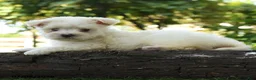 Maltipoo dogs for sale: River - Ad 2