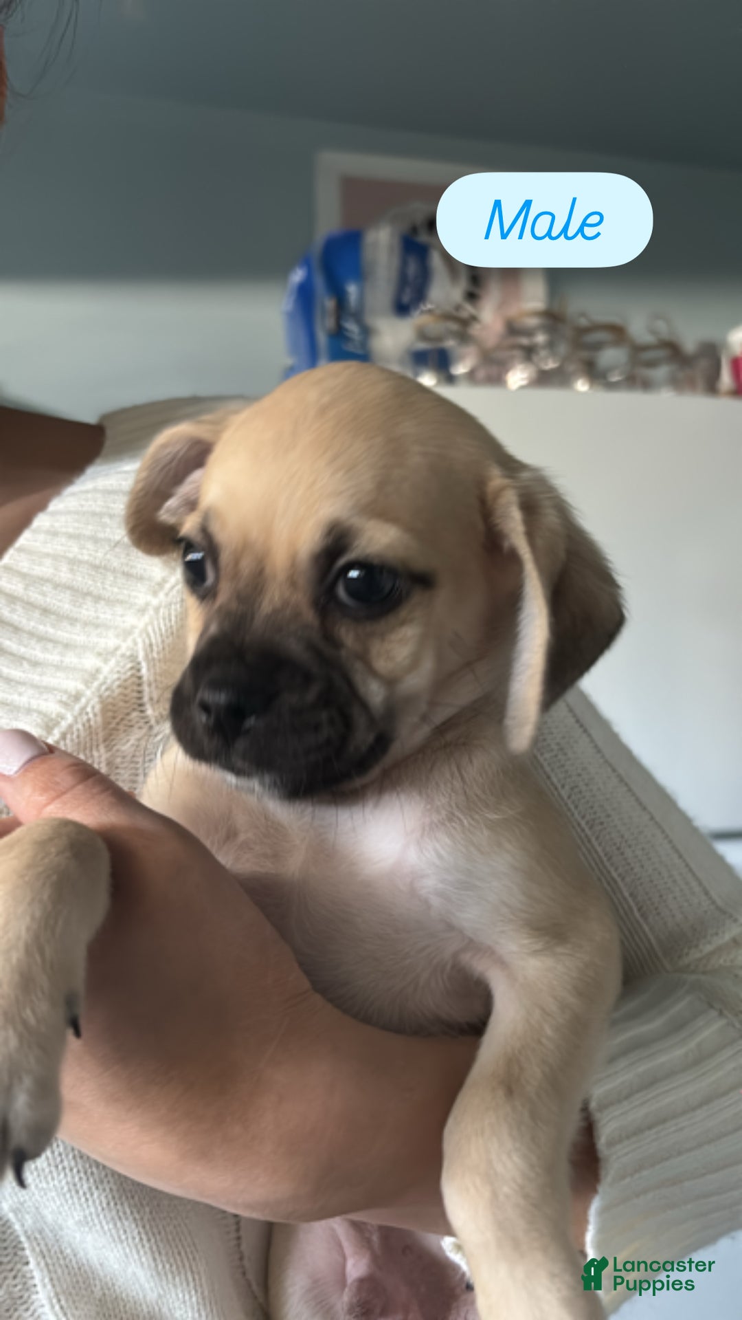Mixed Breed dogs for sale: Butters - Ad 1