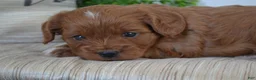 Miniature Poodle dogs for sale: Patches - Ad 7