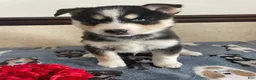 Pomsky dogs for sale: Ross - Ad 2