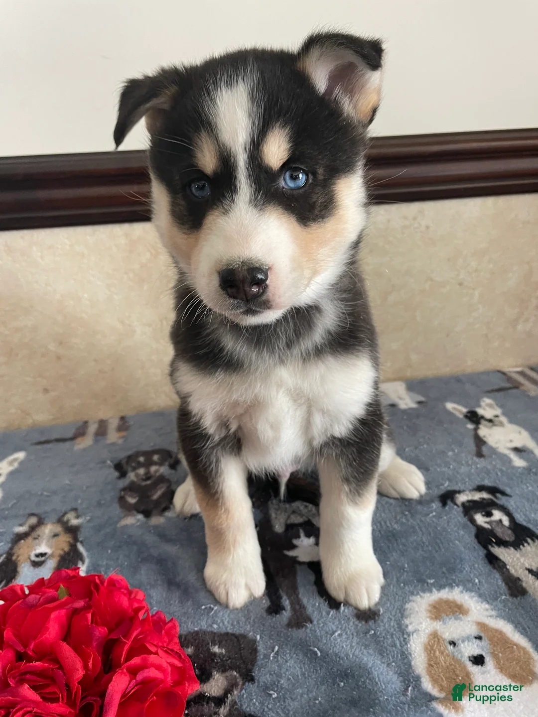 Pomsky dogs for sale: Ross - Ad 2