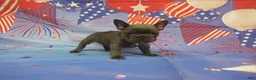 French Bulldog dogs for sale: AKC Laken - Ad 3
