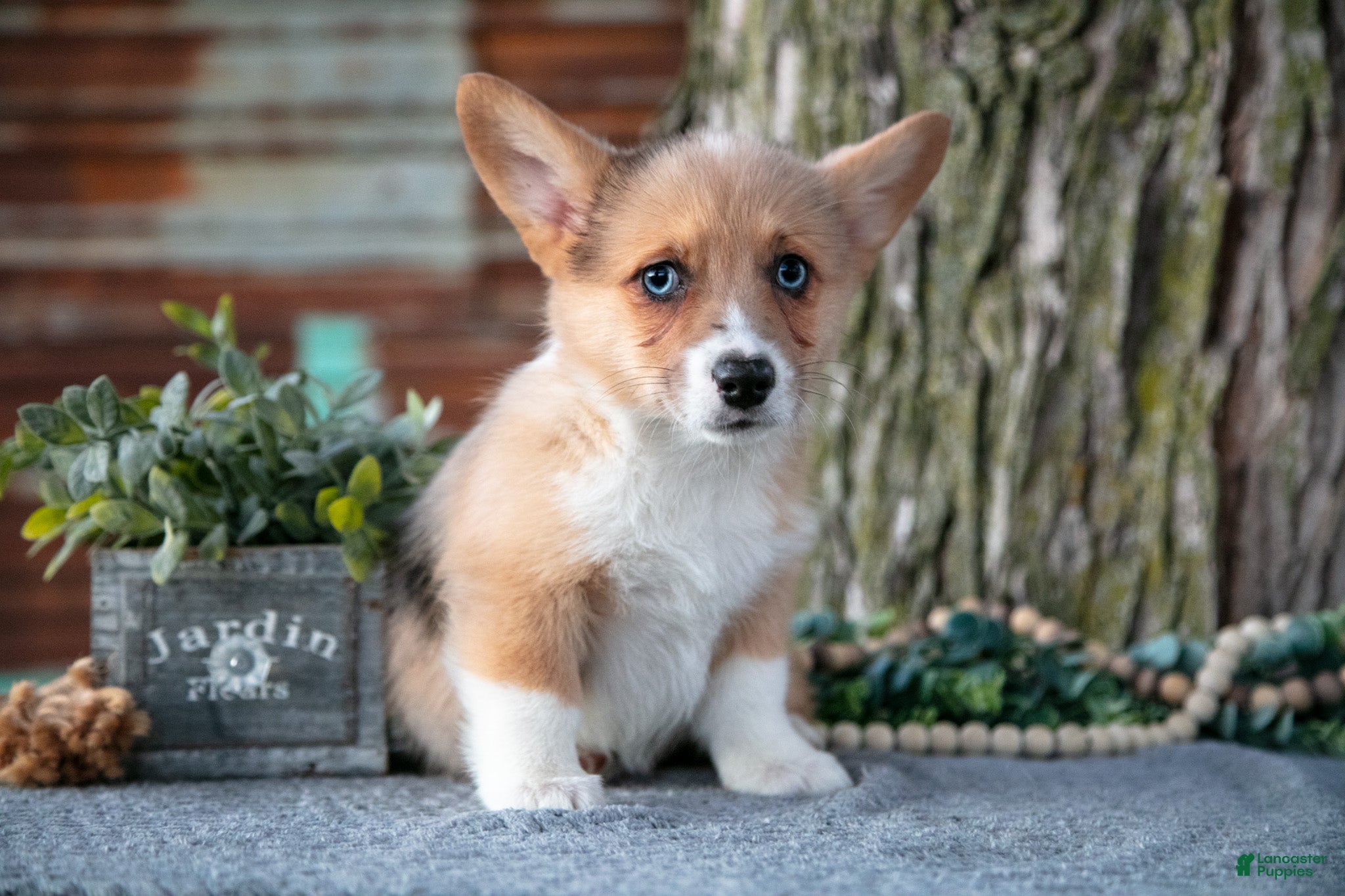 Welsh Corgi Pembroke dogs Trixie - Ad 22