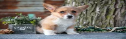Welsh Corgi Pembroke dogs for sale: Trixie - Ad 1
