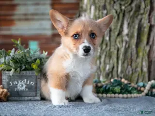 Welsh Corgi Pembroke dogs Trixie - Ad 15