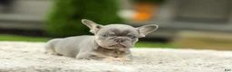 French Bulldog dogs for sale: Abby - Lilac & Tan - Ad 6