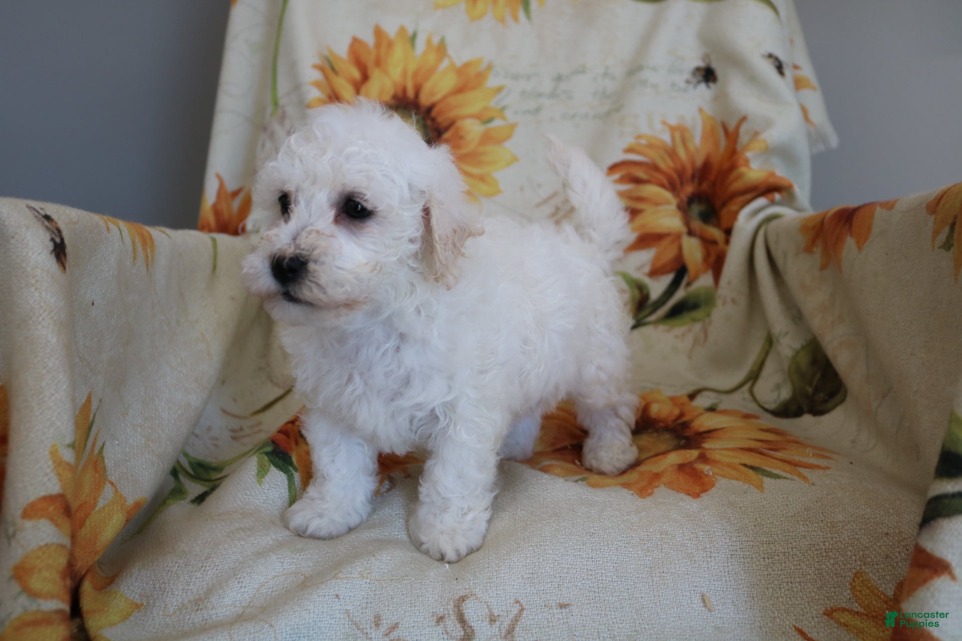 Bichon Frise dogs Barney  - Ad 1