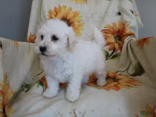 Bichon Frise dogs for sale: Barney - Ad 3