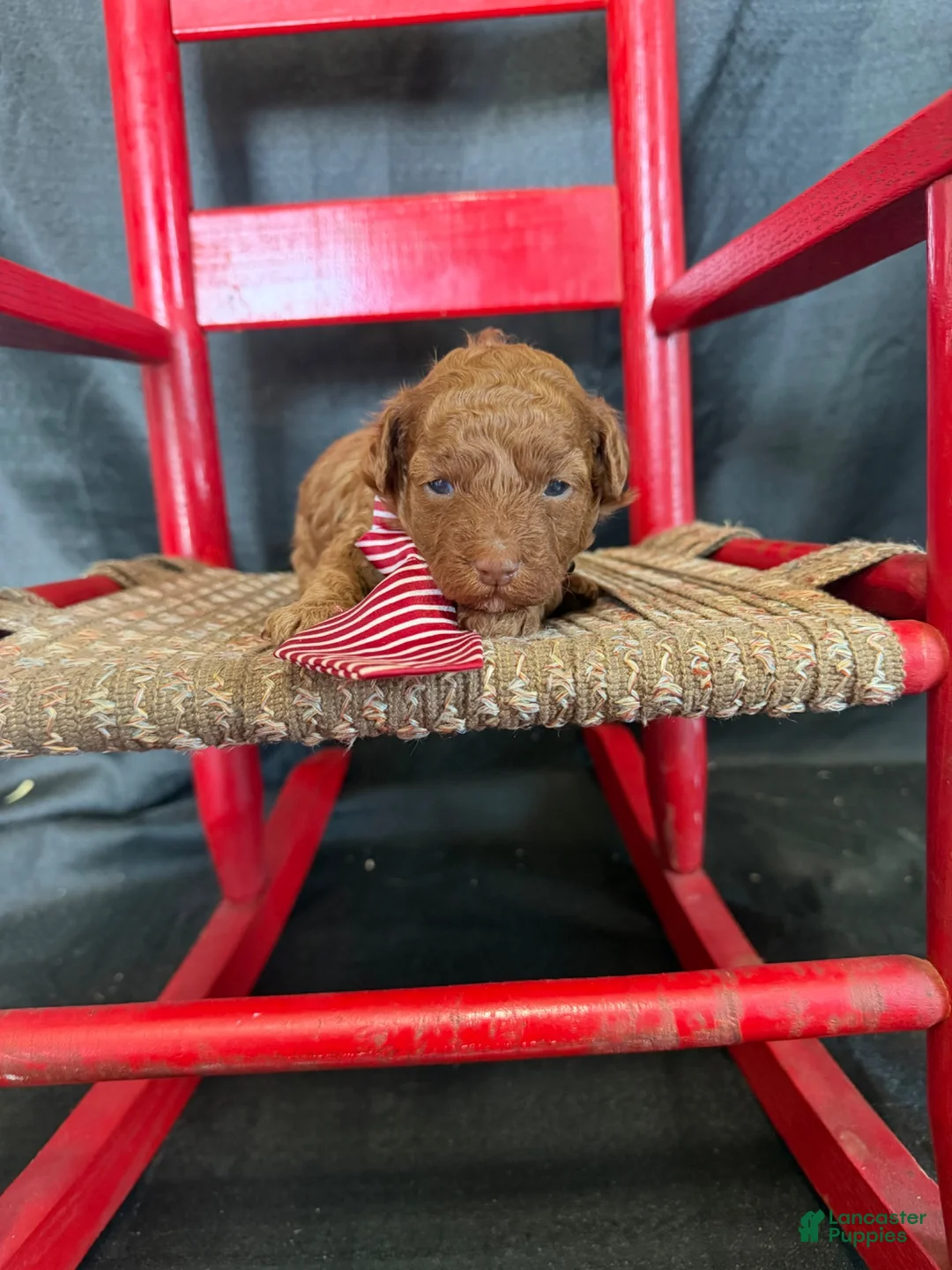 Toy Poodle dogs for sale: Akc 🧬 tested Clear Red bb Boy 💙 - Ad 2