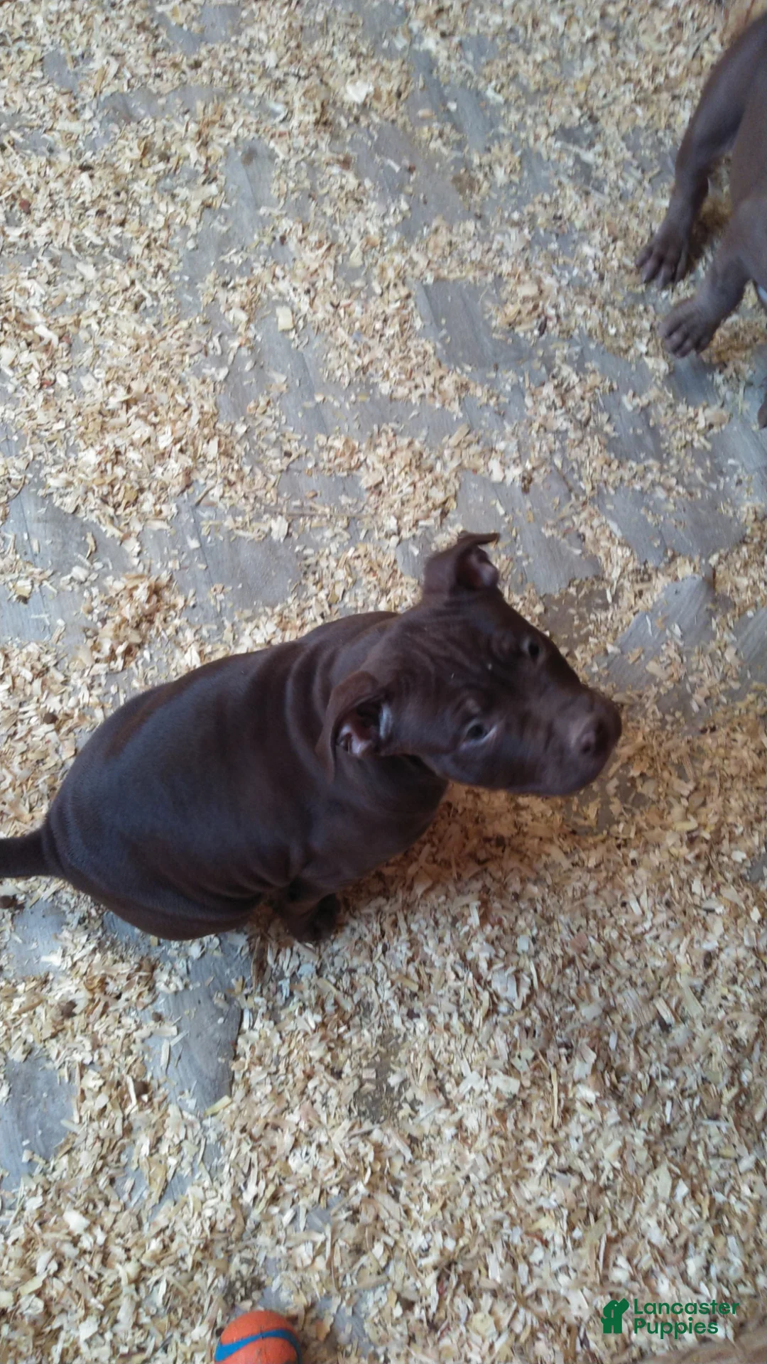 American Bully dogs for sale: American Bully Puppy 2 - Ad 2