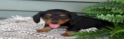 Miniature Dachshund dogs for sale: Lee - Ad 2
