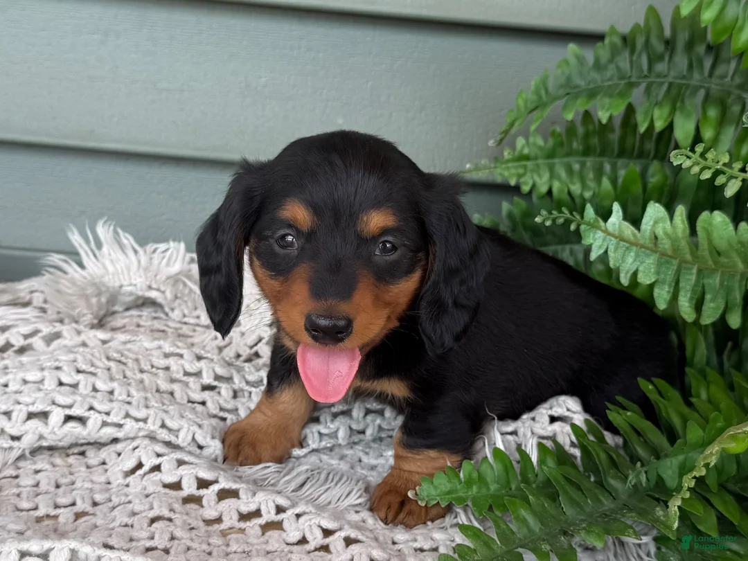 Miniature Dachshund dogs for sale: Lee - Ad 2