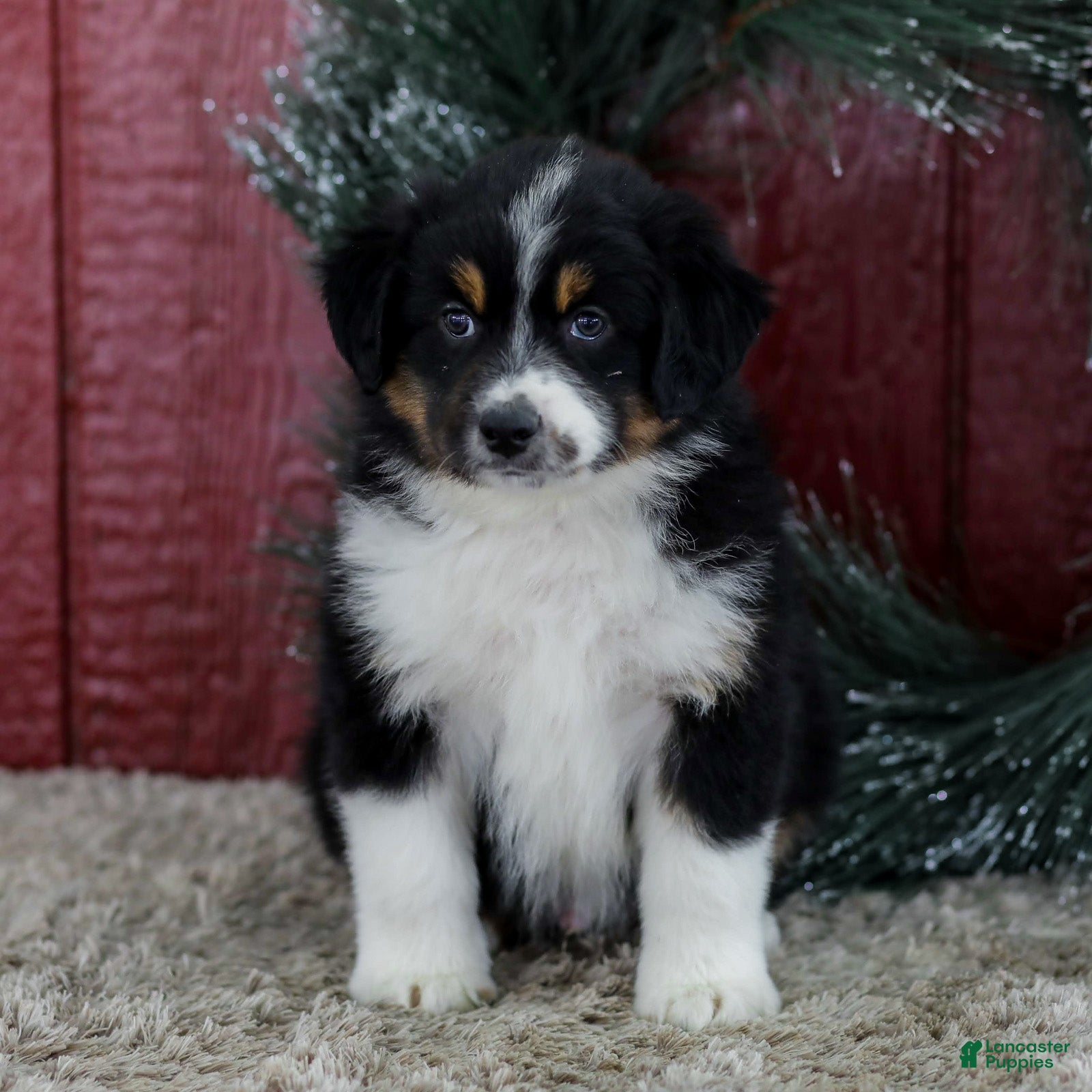 Miniature Australian Shepherd dogs Cole - Ad 1