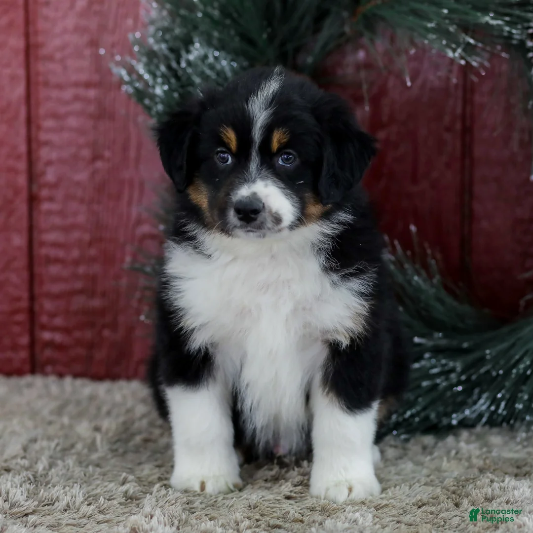 Miniature Australian Shepherd dogs for sale: Cole - Ad 1