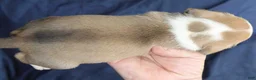 Puggle dogs for sale: Luke - Ad 4