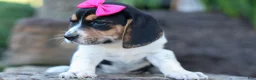 Beagle dogs for sale: Cora 💖 - Ad 8