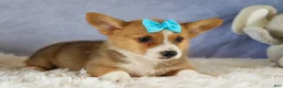 Welsh Corgi Pembroke dogs for sale: Yack 🐶  - Ad 11