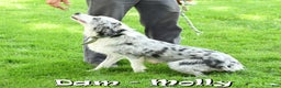 Australian Shepherd dogs for sale: Esta - Ad 10