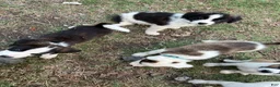 Mixed Breed dogs for sale: Mixed Breed Puppy #5 - Ad 14