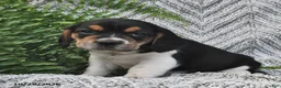 Mixed Breed dogs for sale: Lucky  - Ad 4