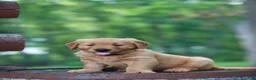 Golden Retriever dogs for sale: Bentley - Ad 4