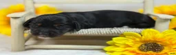 Miniature Dachshund dogs for sale: Black girl - Ad 2