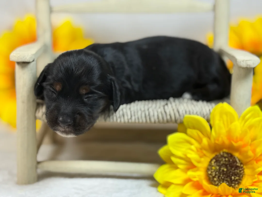 Miniature Dachshund dogs for sale: Black girl - Ad 2