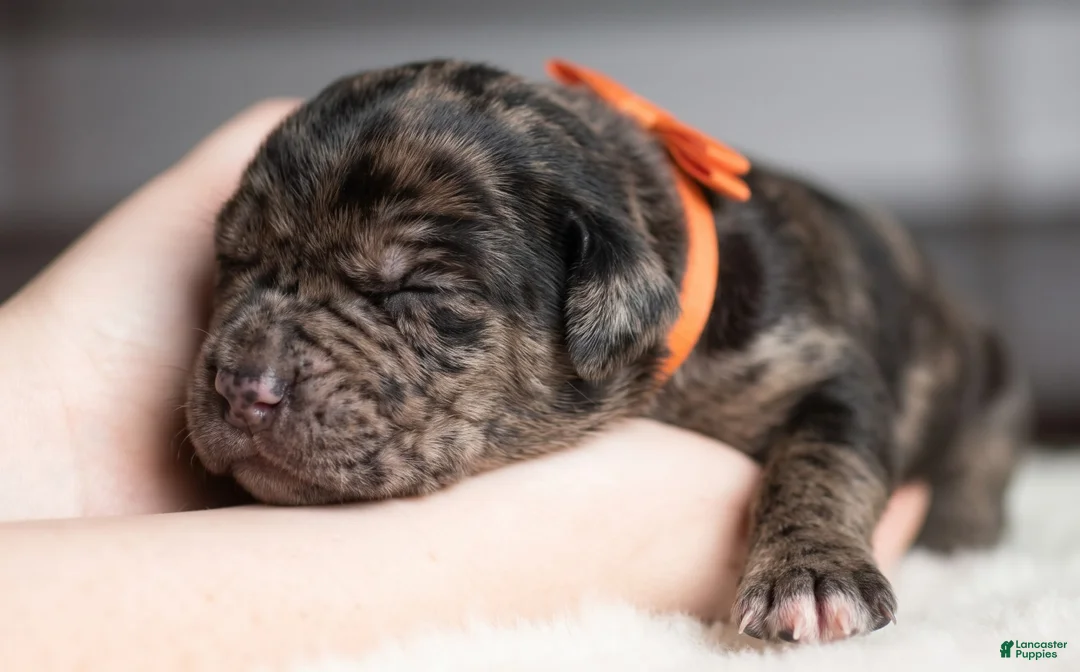 Cane Corso dogs for sale: Candy Coated Snickers: North American Mastiff  - Ad 1