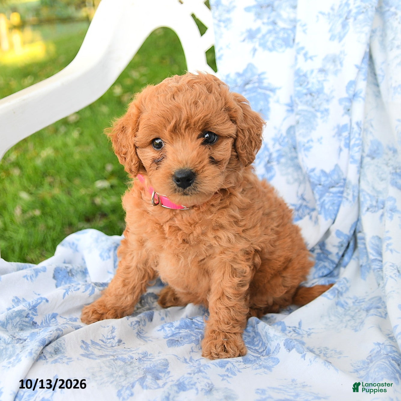 Miniature Labradoodle dogs for sale: Princess - Ad 1