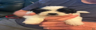 Duke