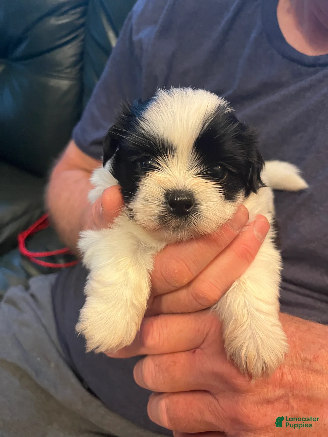 Shih Tzu dogs for sale: Duke - Ad 1