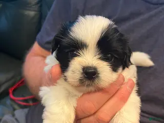 Shih Tzu dogs Duke - Ad 21