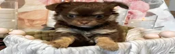 Chihuahua dogs for sale: Cherub - Ad 6