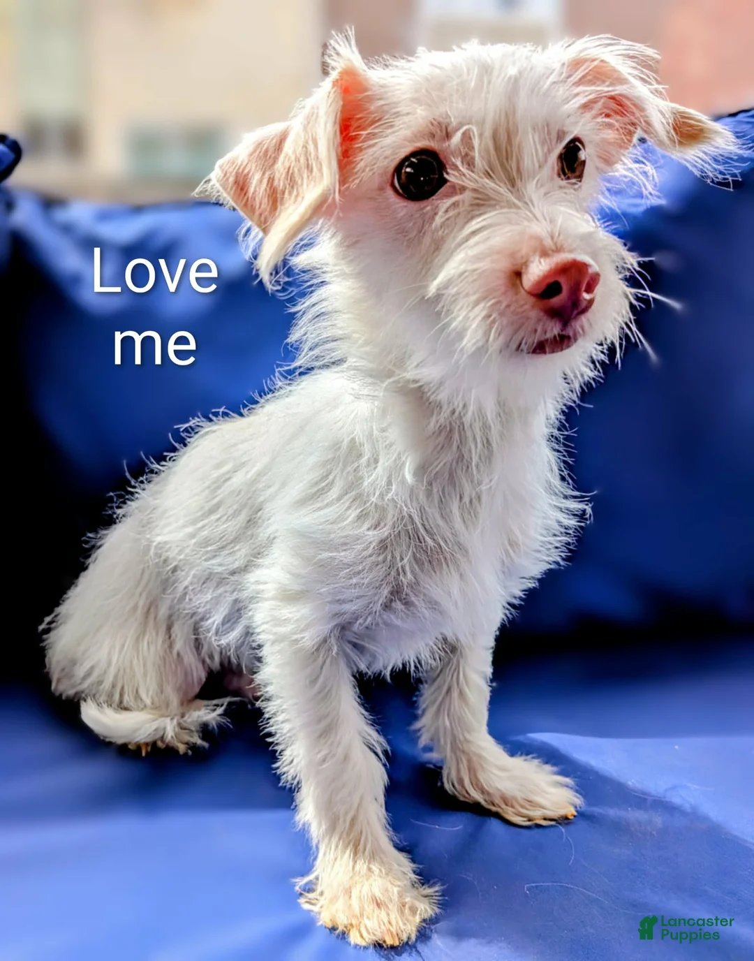 Mixed Breed dogs for sale: Marshmallow  - Ad 2