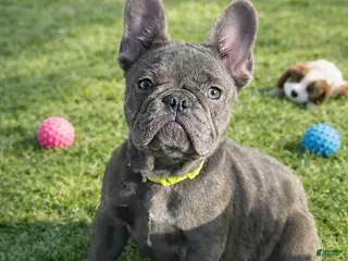 French Bulldog dogs French Bulldog Puppy 1 - Ad 10