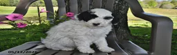 Goldendoodle dogs for sale: Leo - Ad 1