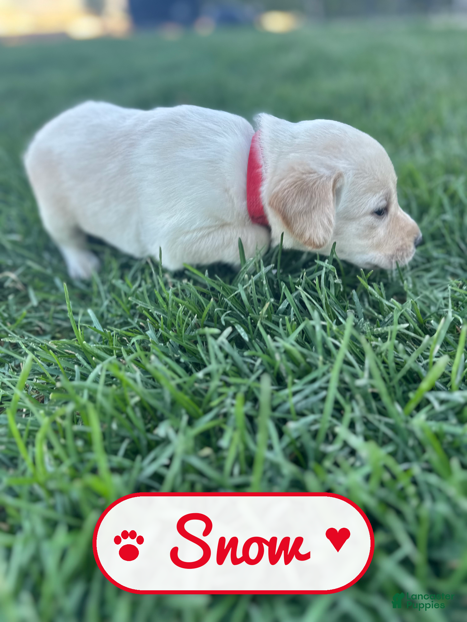 Labrador Retriever dogs Snow - Ad 15
