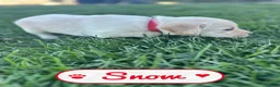 Labrador Retriever dogs for sale: Snow - Ad 1