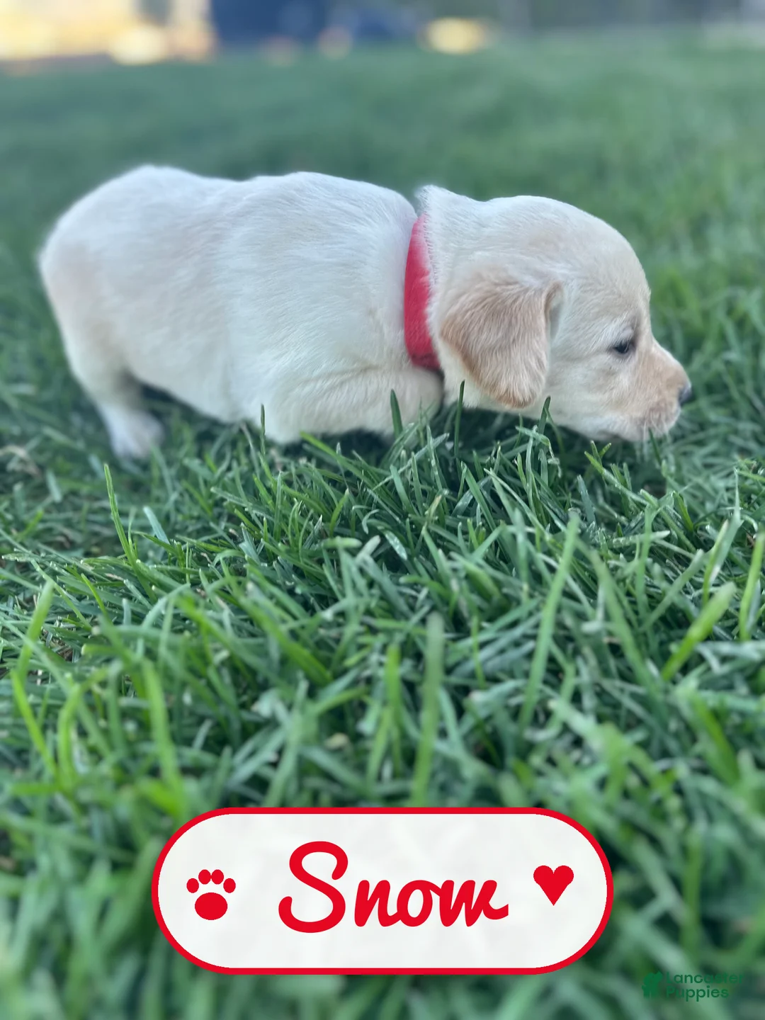 Labrador Retriever dogs for sale: Snow - Ad 1