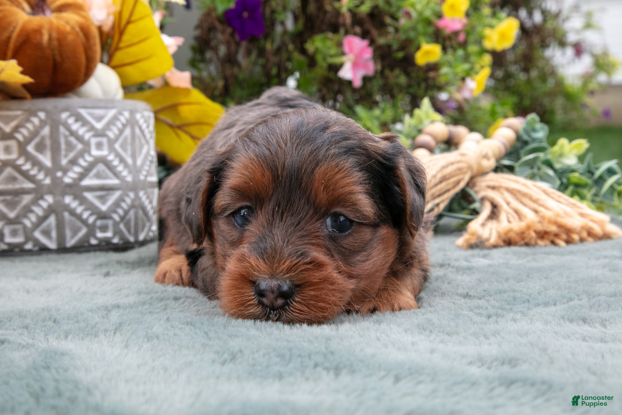 Yorkiepoo dogs Reba - Ad 2