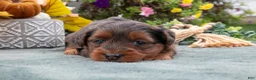 Yorkiepoo dogs for sale: Reba - Ad 2