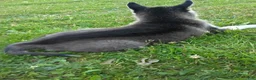 Siberian Husky dogs for sale: Siberian Husky 4 - Ad 4