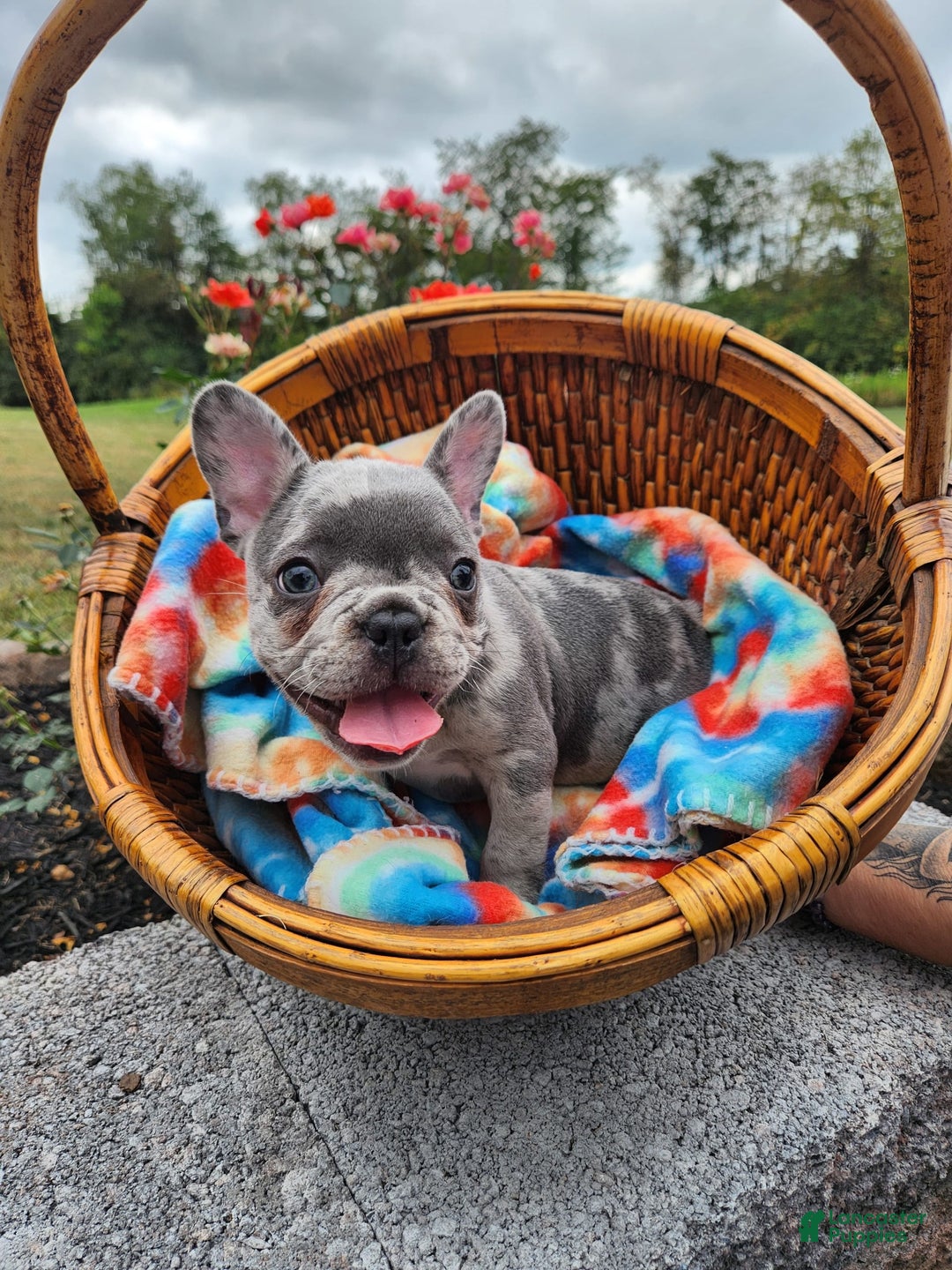 Gallery Image {{count}}