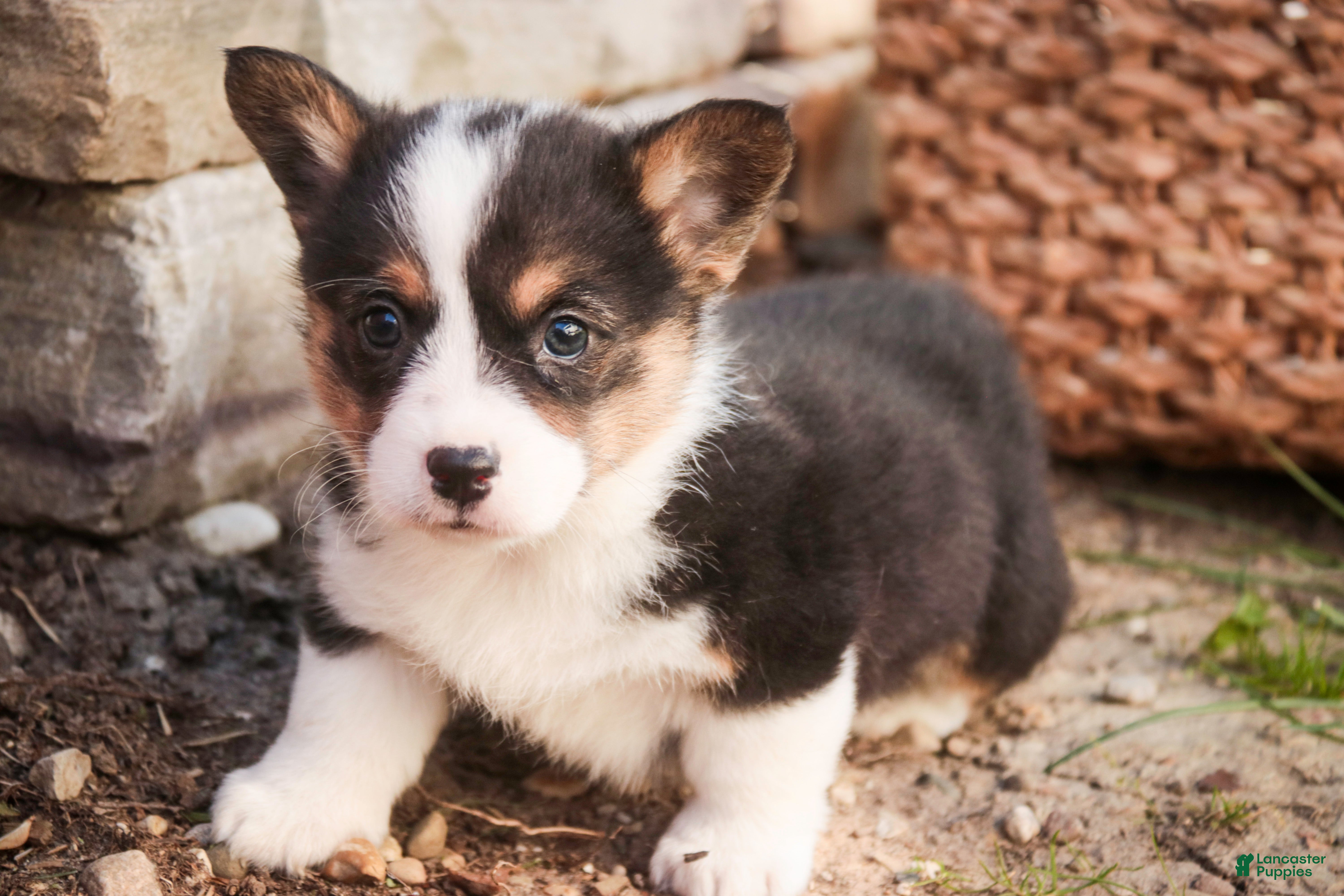 Welsh Corgi Pembroke dogs Olaf - Ad 2
