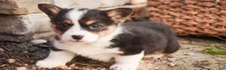 Welsh Corgi Pembroke dogs for sale: Olaf - Ad 2