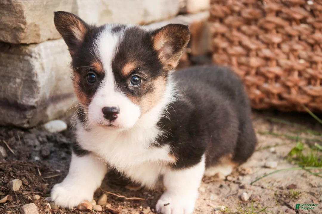 Welsh Corgi Pembroke dogs for sale: Olaf - Ad 2