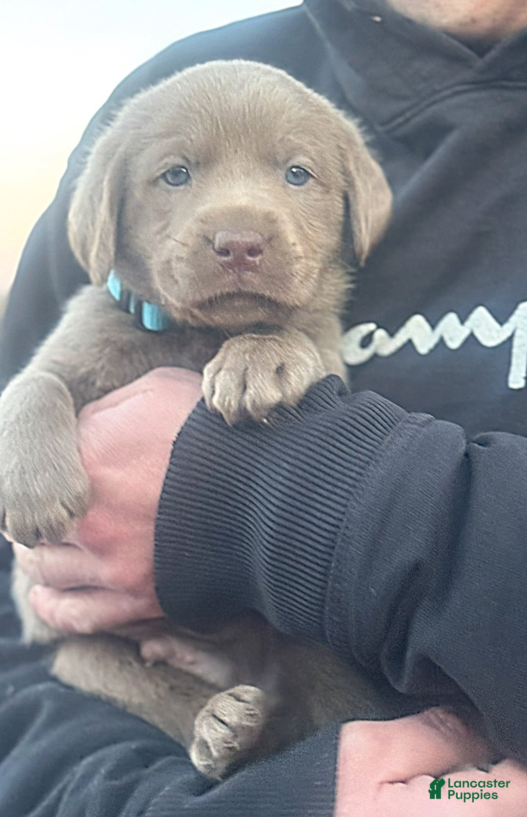 Labrador Retriever dogs for sale: Labrador Retriever Puppy 1 - Ad 12