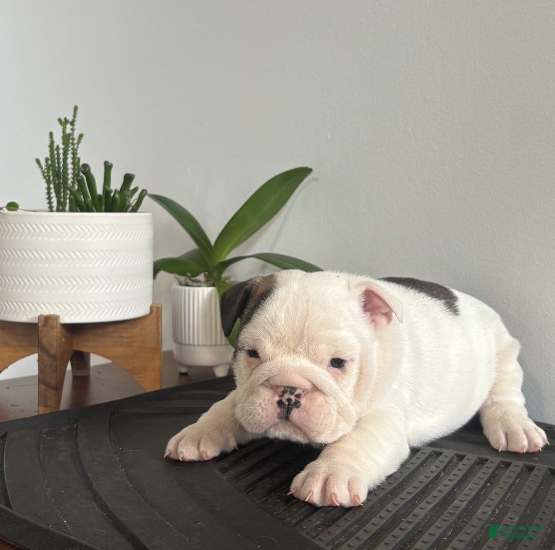 English Bulldog dogs for sale: Echo - Ad 9
