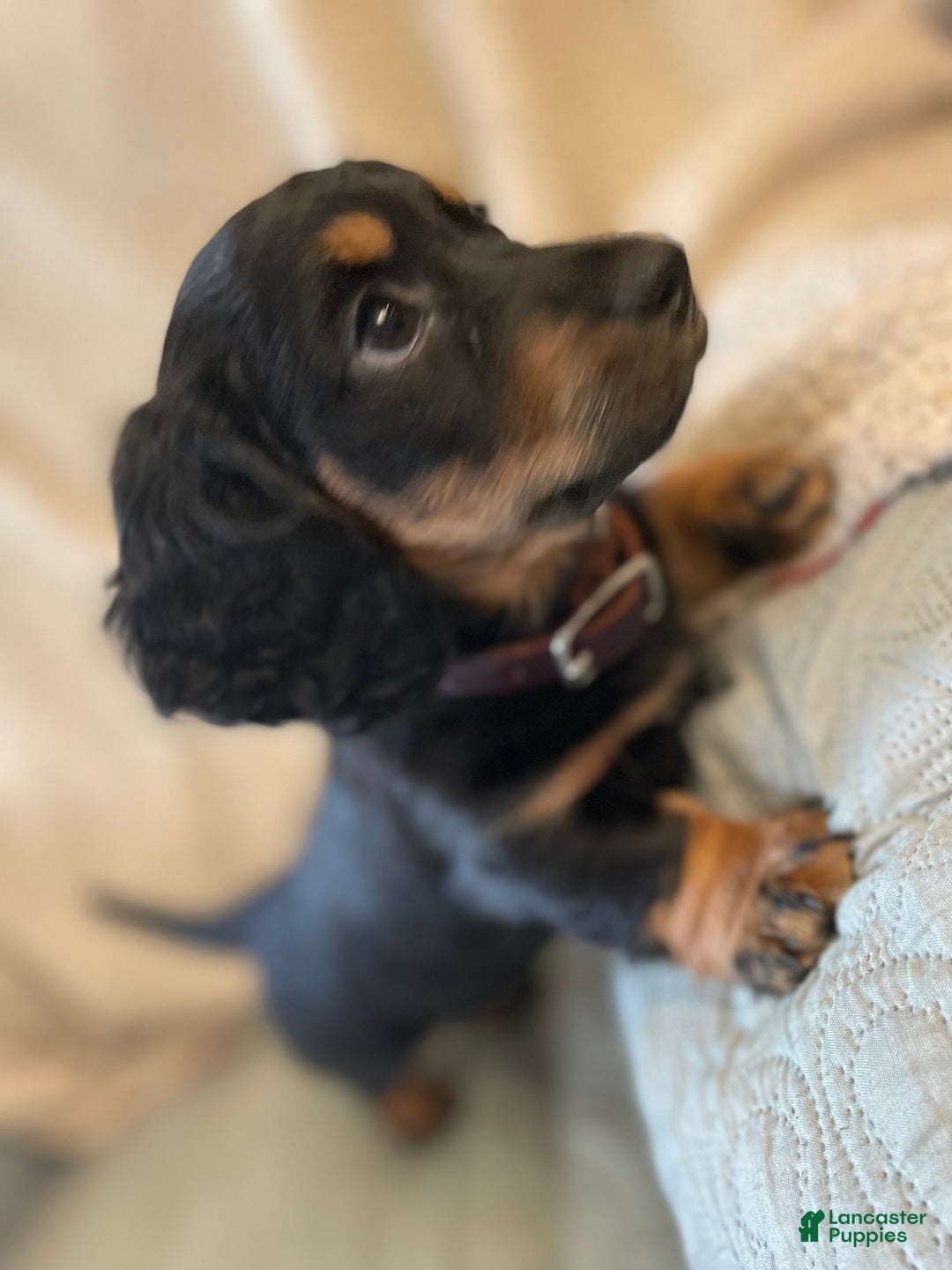 Miniature Dachshund dogs for sale: Millie - Ad 6